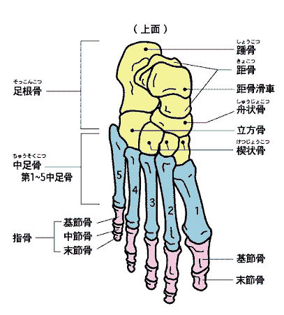 足の骨格図